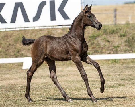 The mother of Janeiro Platinum is the sister of Jackie S (the mother of the foal). . Glamourdale offspring for sale